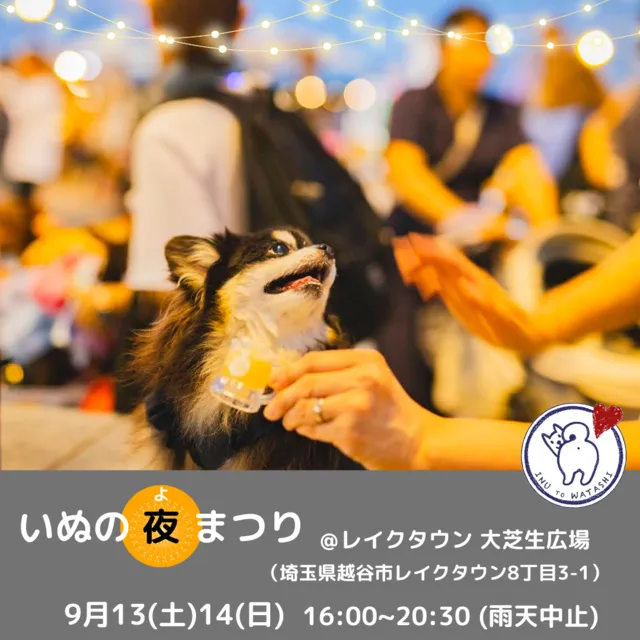 いぬの夜まつり_1