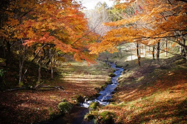 【紅葉・見ごろ】陣峰市民の森_1