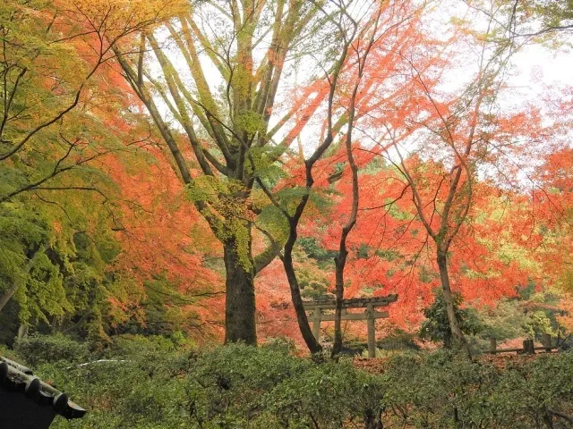 【紅葉・見ごろ】奥河内もみじ公園_1
