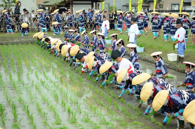 六ツ美悠紀斎田お田植えまつり_1