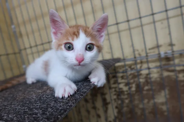 広島県動物愛護センター 猫の譲渡前講習会（8月）_1