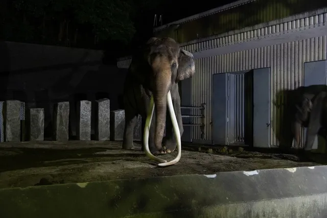 よこはま夜の動物園2025　ナイト金沢ZOO_1