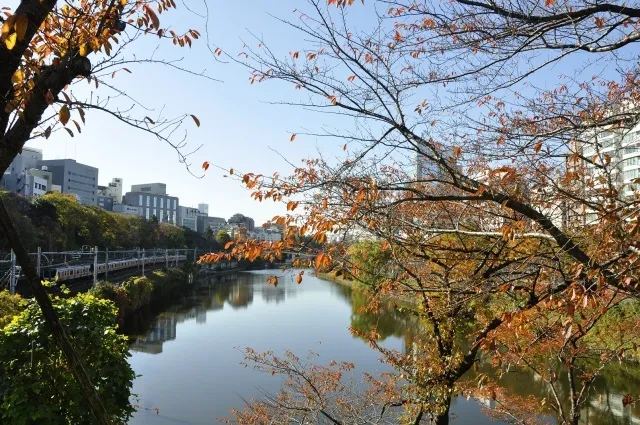 【紅葉・見ごろ】外濠公園_1