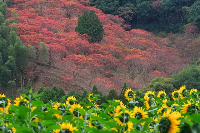 【紅葉・見ごろ】鷹取山のハゼ_1