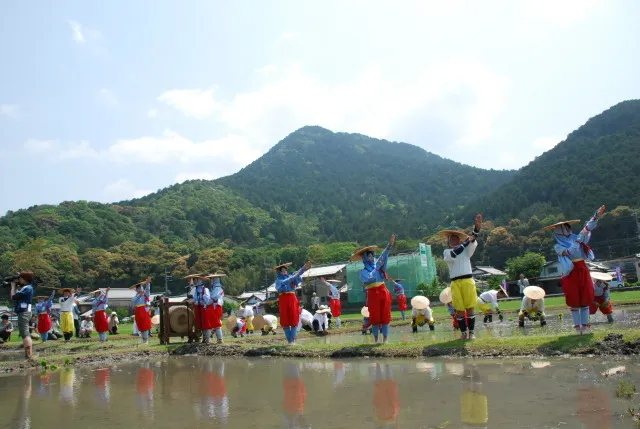 悠紀斎田 お田植えまつり