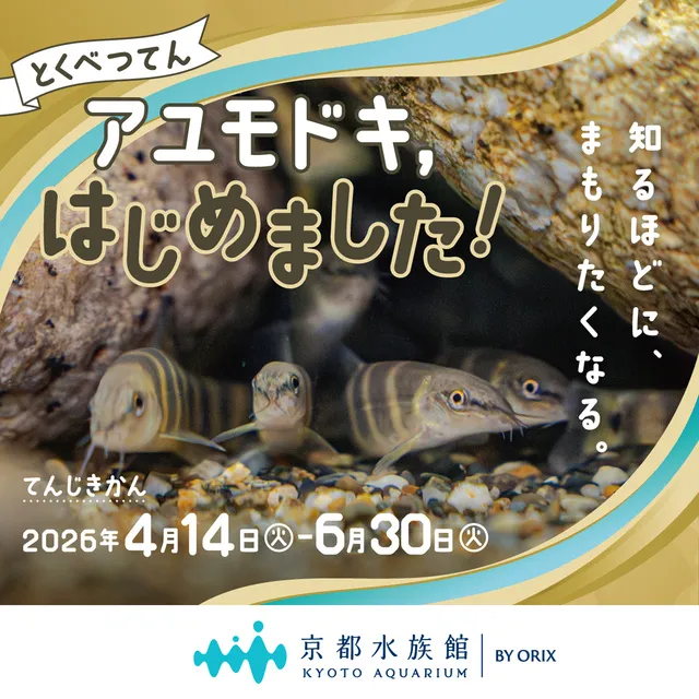 アユモドキ、はじめました！_1