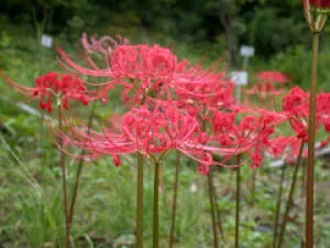 【花・見ごろ】越前町立福井総合植物園　プラントピア　ヒガンバナ_1