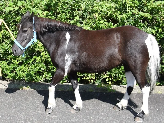 飼育係とおはなしサタデー ～ポニーのお手入れを近くで見よう～_1