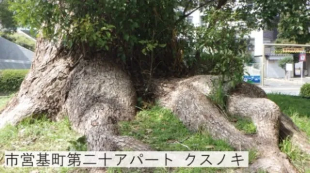 職員による植物うんちく語り2025「被爆80年 特別企画展「被爆樹木」 解説」_1