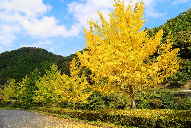 【紅葉・見ごろ】道猿坊公園_1