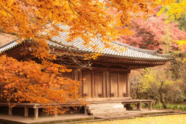 【紅葉・見ごろ】富貴寺_1