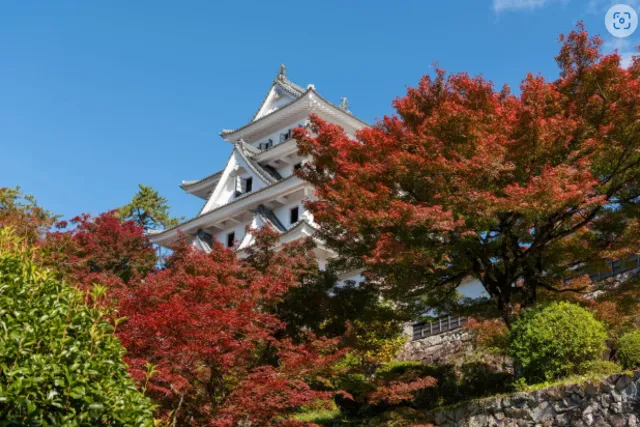 【紅葉・見ごろ】郡上八幡城_1