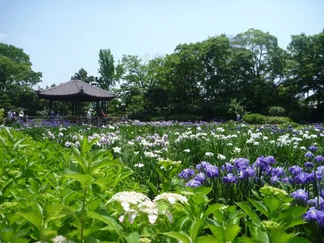 城北菖蒲園開園_1