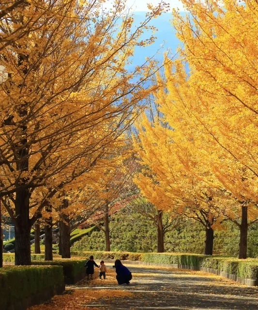 【紅葉・見ごろ】韮崎中央公園のイチョウ並木_1