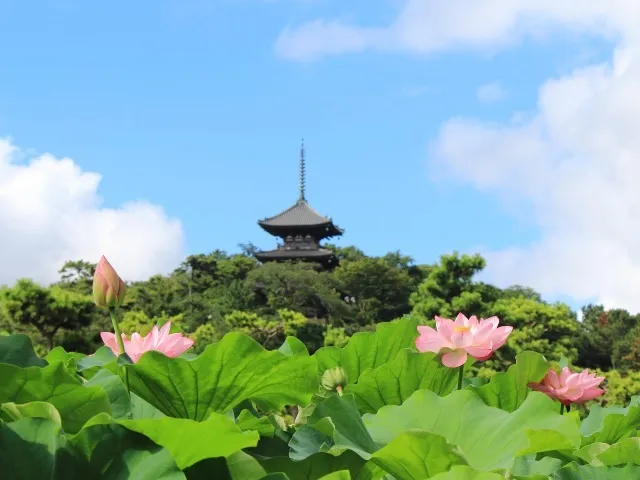 三溪園　早朝観蓮会_1