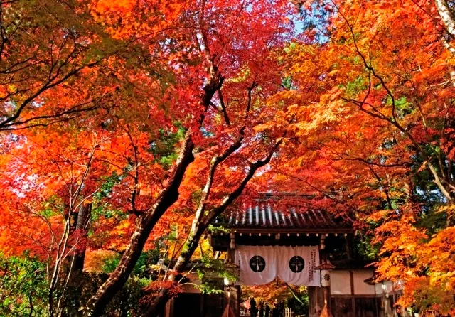 【紅葉・見ごろ】光明寺_1