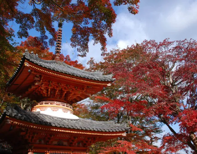 【紅葉・見ごろ】大威徳寺_1