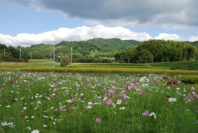 【花・見ごろ】山の辺の道 コスモス_1