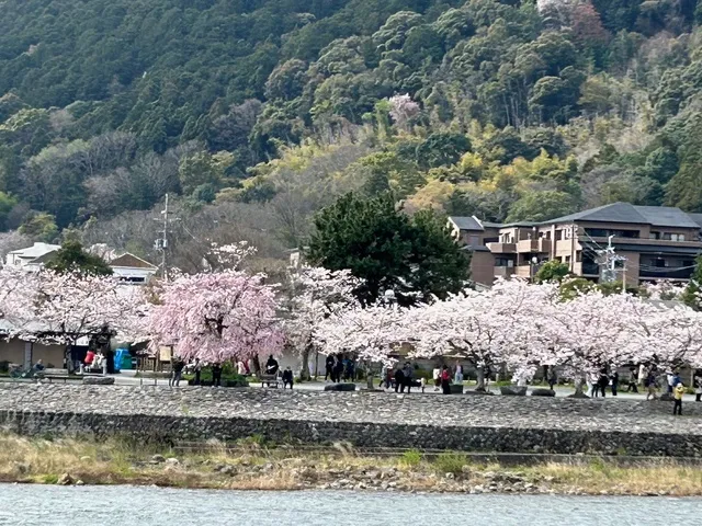 嵐山 桜・見ごろ】嵐山