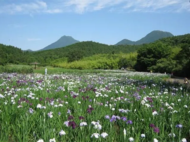 神楽女湖の花しょうぶ観賞会_1