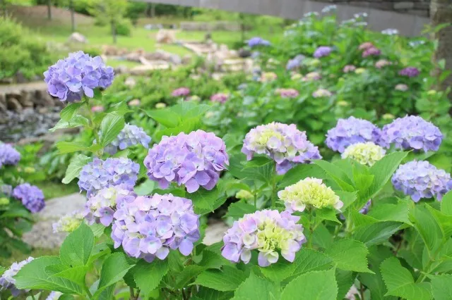 【あじさい・見ごろ】淡路島国営明石海峡公園_1