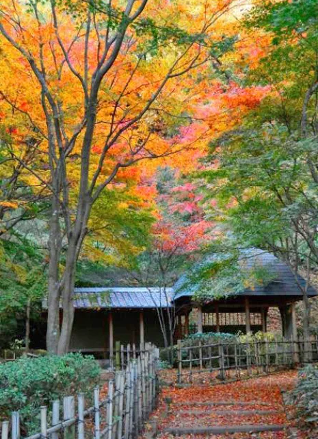 【紅葉・見ごろ】七沢森林公園_1