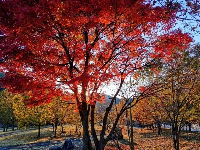 【紅葉・見ごろ】西屋緑地_1