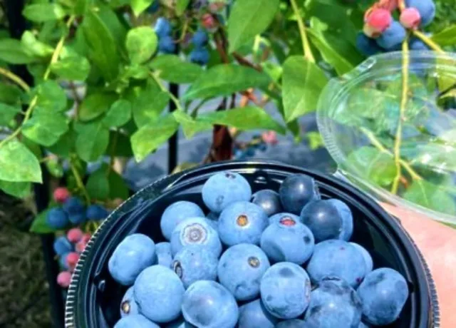 AWA Blueberry ファーム ブルーベリー狩り_1