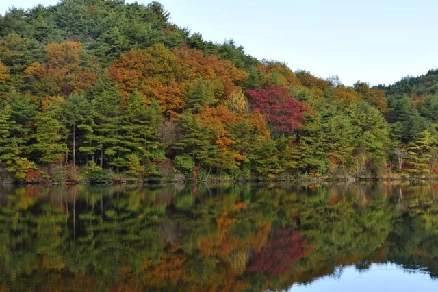 【紅葉・見ごろ】根の上高原_1