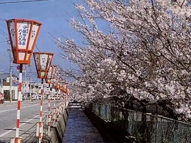 【桜・見ごろ】西川通り