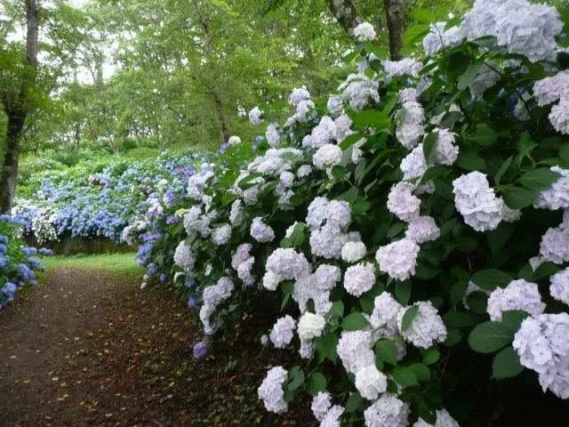 【あじさい・見ごろ】楽山公園_1