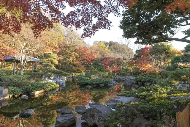 【紅葉・見ごろ】大磯城山公園_1