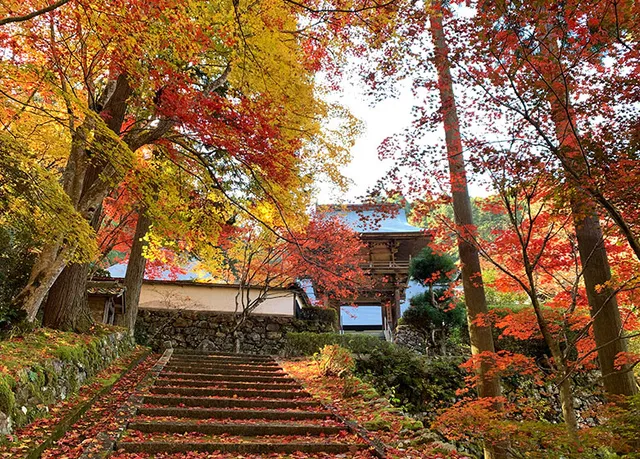 【紅葉・見ごろ】玉雲寺_1