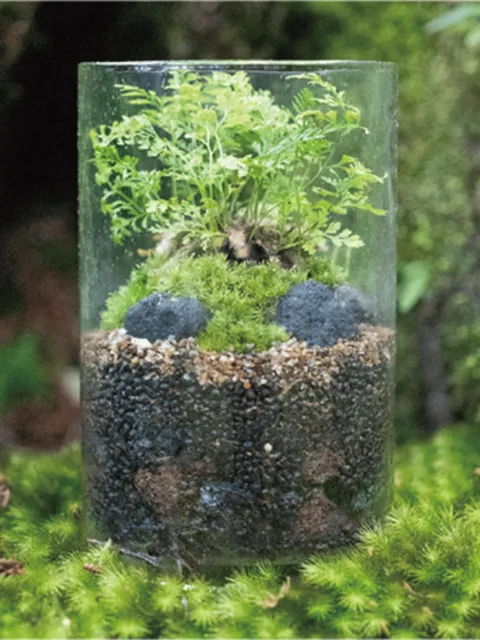 苔テラリウムで心癒される　自然と触れ合う新体験