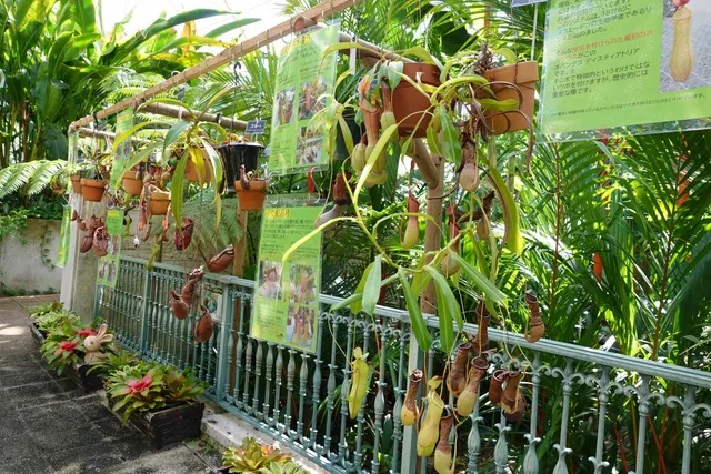 フラワーパークかごしま 食虫植物展_1