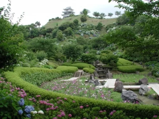 【あじさい・見ごろ】山之口あじさい公園_1