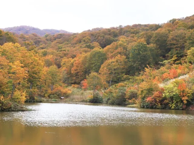 【紅葉・見ごろ】大厳寺高原_1