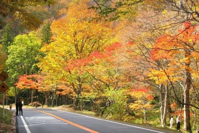 【紅葉・見ごろ】飛騨せせらぎ街道_1