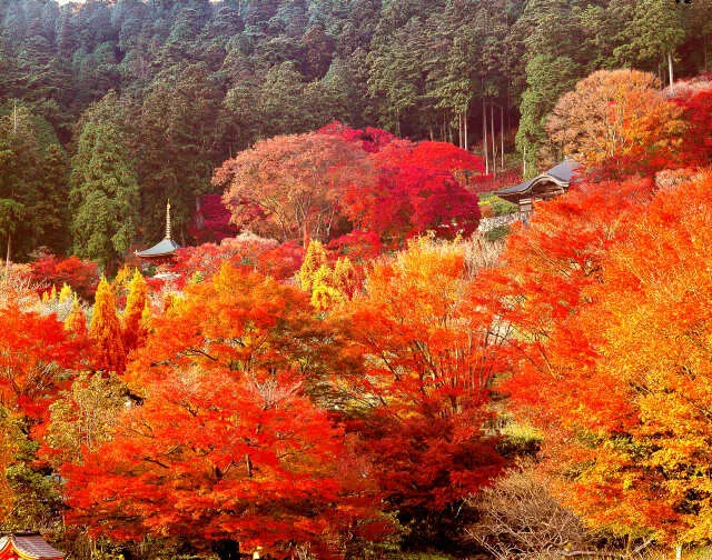 【紅葉・見ごろ】勝尾寺_1