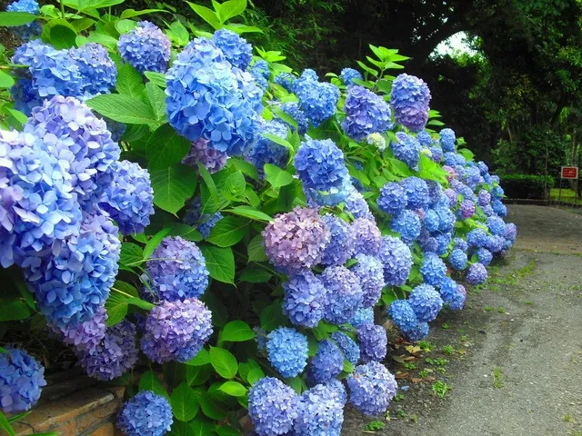 くりはま花の国　青い花まつり_1