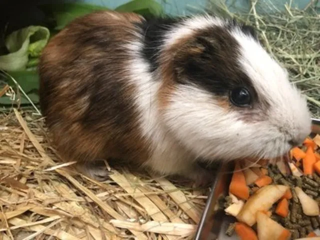 飼育係とおはなしサタデー ～動物園の台所をのぞいてみよう～_1