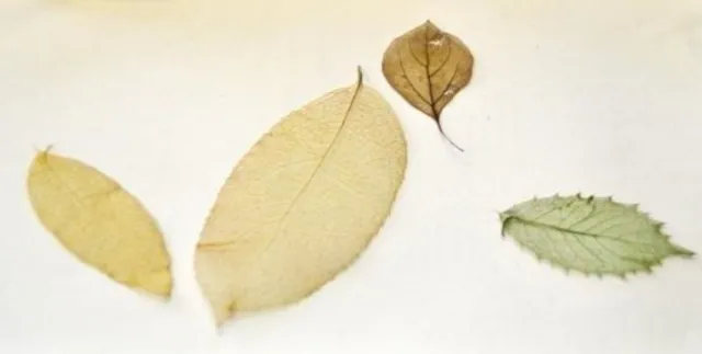 科学教室「自然の芸術～葉脈標本を作ろう～」_1