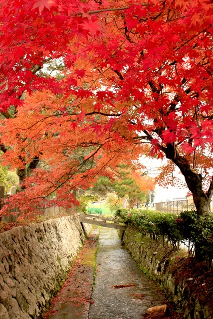 【紅葉・見ごろ】竹田寺町通り_1