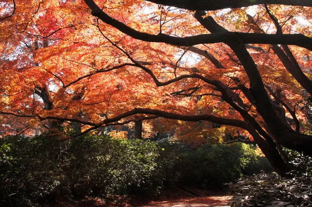 【紅葉・見ごろ】清水公園_1