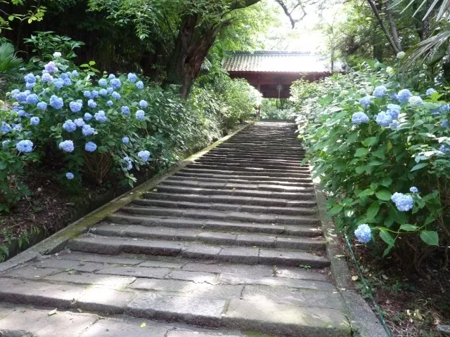 【あじさい・見ごろ】高崎市　清水寺_1