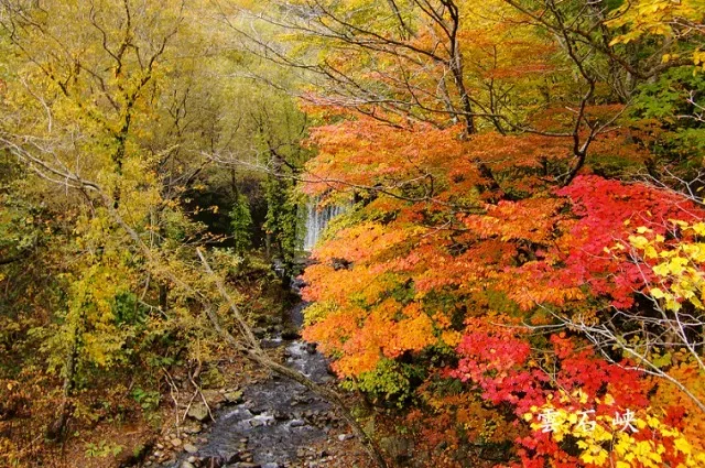 【紅葉・見ごろ】八雲町雲石峠_1