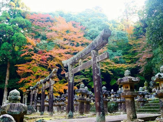 【紅葉・見ごろ】大照院_1