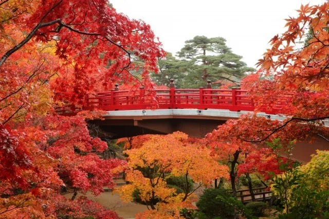 【紅葉・見ごろ】弥彦公園_1
