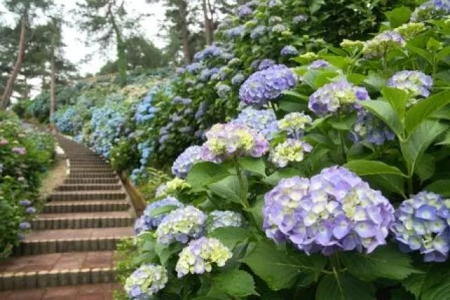 あじさい祭り in 太閤山ランド_1