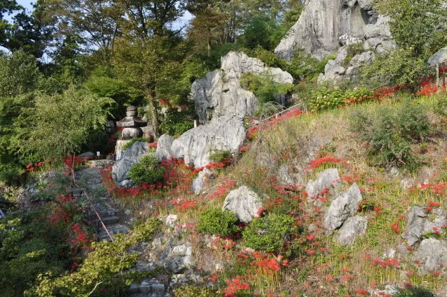【花・見ごろ】金生山明星輪寺　秋海棠　芙蓉　彼岸花　秋明菊_1